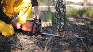 Best Tree Mulching  in USA