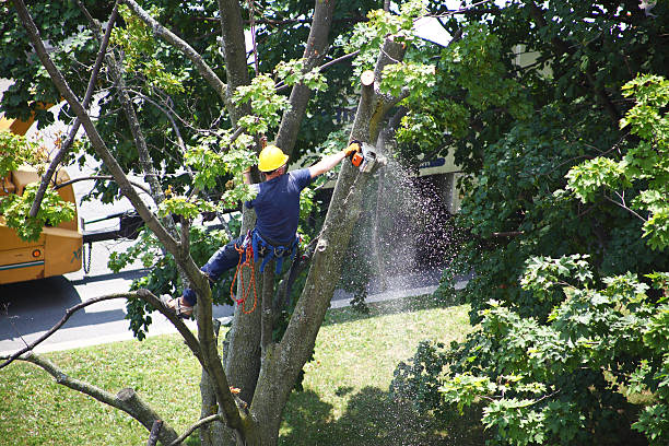 Best Seasonal Cleanup (Spring/Fall)  in USA